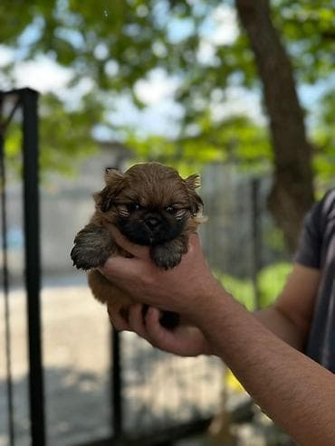 Pekines, 2 ay, Ödənişli çatdırılma lalafo.az -da Pekines, 2 ay, Ödənişli çatdırılma