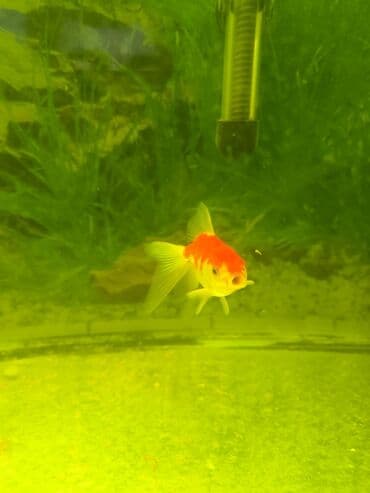 Akvarium__ fish: Aslan balığı, Sülhsevər, Ünvandan götürmə, Pulsuz çatdırılma, Rayonlara çatdırılma lalafo.az -da Akvarium__ fish: Aslan balığı, Sülhsevər, Ünvandan götürmə, Pulsuz çatdırılma, Rayonlara çatdırılma