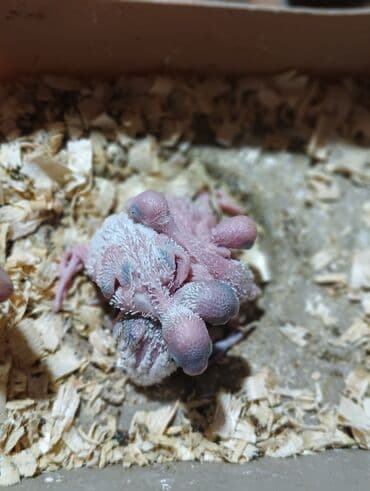 Cex cütlük altında 4 balasi ilə qefes yuva hər bir şeyli hazır quslar lalafo.az -da Cex cütlük altında 4 balasi ilə qefes yuva hər bir şeyli hazır quslar