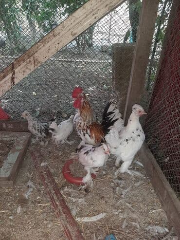 Toyuq, Damazlıq lalafo.az -da Toyuq, Damazlıq