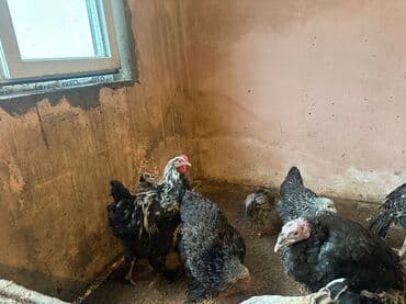 Erkək, Ətlik lalafo.az -da Erkək, Ətlik