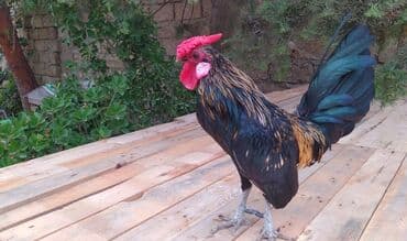 Toyuq, Damazlıq lalafo.az -da Toyuq, Damazlıq