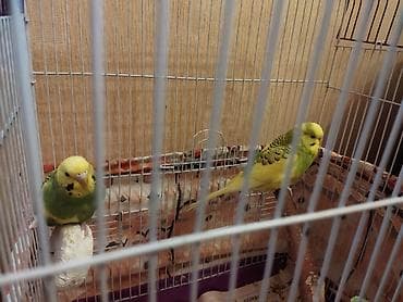 Salam aleykum.Erkəy dişidir.8-9ayligdir lalafo.az -da Salam aleykum.Erkəy dişidir.8-9ayligdir