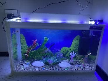 Dördbucaq akvarium, Balıqlarla birlikdə, 15 l, Ödənişli çatdırılma, Ünvandan götürmə lalafo.az -da Dördbucaq akvarium, Balıqlarla birlikdə, 15 l, Ödənişli çatdırılma, Ünvandan götürmə