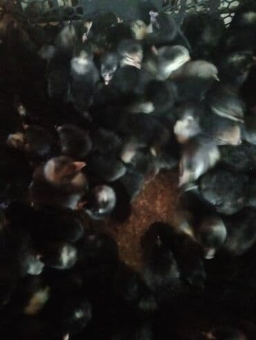 Xarkov cüceleri satılır 1gunug 2 manat isdeyenler seyfedeki nomreyle lalafo.az -da Xarkov cüceleri satılır 1gunug 2 manat isdeyenler seyfedeki nomreyle