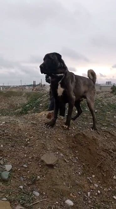 Kanqal, 4 il, Erkek, Peyvəndli, Rayonlara çatdırılma, Ödənişli çatdırılma, Ünvandan götürmə lalafo.az -da Kanqal, 4 il, Erkek, Peyvəndli, Rayonlara çatdırılma, Ödənişli çatdırılma, Ünvandan götürmə