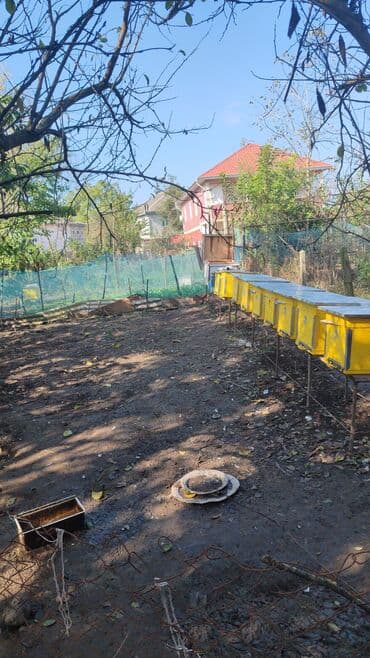 10 yesik ari ailesi satilir yesikler bu ilin yesikleridir 4 duk sam lalafo.az -da 10 yesik ari ailesi satilir yesikler bu ilin yesikleridir 4 duk sam