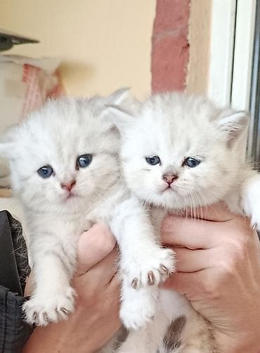 Satishda olan balalarimiz Saqlam, telimli ve tehvile hazir ❤❤❤ lalafo.az -da Satishda olan balalarimiz Saqlam, telimli ve tehvile hazir ❤❤❤