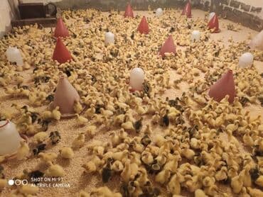 Qaz cücələri, Damazlıq lalafo.az -da Qaz cücələri, Damazlıq