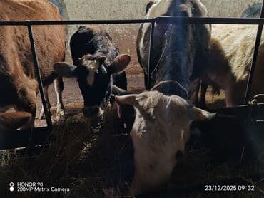 Dişi, Simental, il: 3, 600 kq, Südlük, Ödənişli çatdırılma lalafo.az -da Dişi, Simental, il: 3, 600 kq, Südlük, Ödənişli çatdırılma