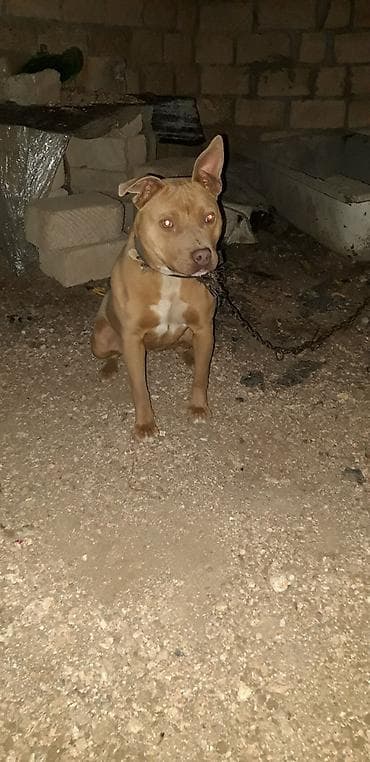 Pitbul, 9 ay, Dişi, Peyvəndli lalafo.az -da Pitbul, 9 ay, Dişi, Peyvəndli