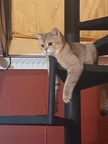 Qızıl şinşilla, Erkək, Ünvandan götürmə, Pulsuz çatdırılma, Ödənişli çatdırılma lalafo.az -da — 2 Qızıl şinşilla, Erkək, Ünvandan götürmə, Pulsuz çatdırılma, Ödənişli çatdırılma — 2