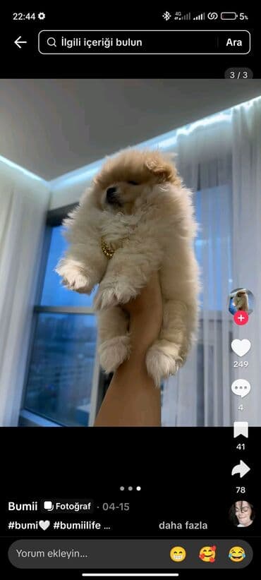 1 il, Erkek, Peyvəndli, Ünvandan götürmə lalafo.az -da 1 il, Erkek, Peyvəndli, Ünvandan götürmə