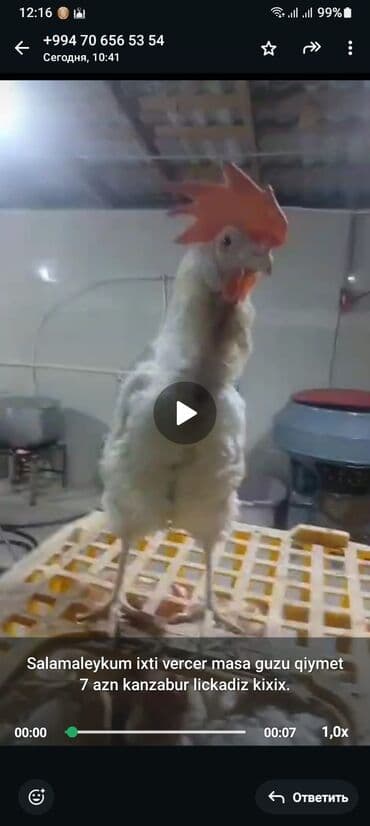 Toyuq, Liqorin, Damazlıq, Ödənişli çatdırılma lalafo.az -da Toyuq, Liqorin, Damazlıq, Ödənişli çatdırılma