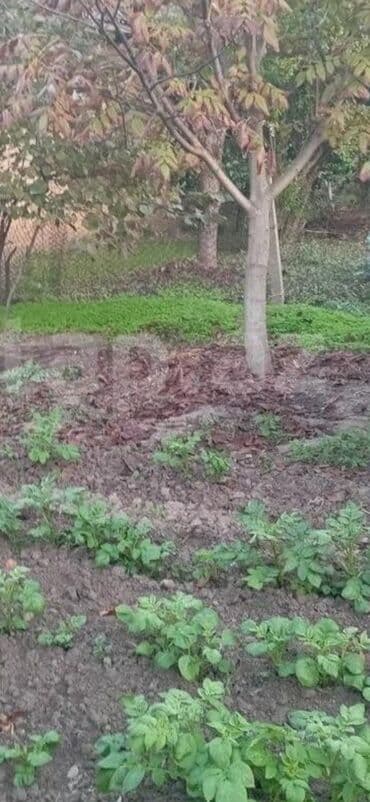 20 sot, Tikinti, Makler, Kupça (Çıxarış) lalafo.az -da 20 sot, Tikinti, Makler, Kupça (Çıxarış)