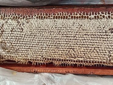 Təbii dağ balı kilosu 50 manatdır lalafo.az -da Təbii dağ balı kilosu 50 manatdır