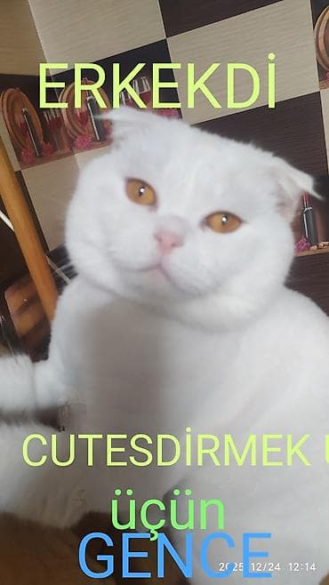 Cutledirmek üçün disi pişik AXDARİRAM gence lalafo.az -da Cutledirmek üçün disi pişik AXDARİRAM gence