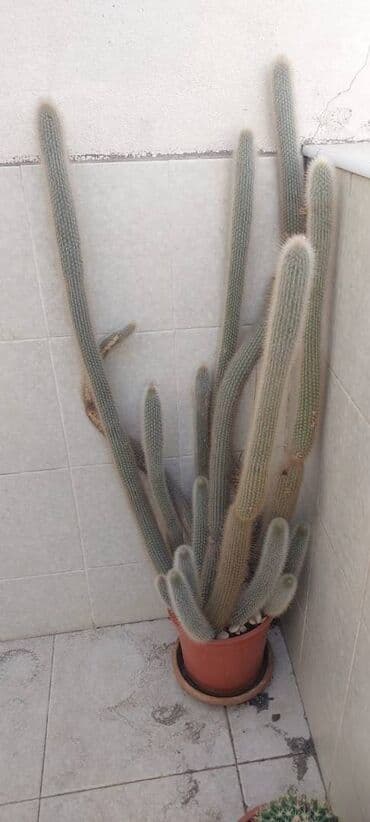 Другие растения: Kaktus, hündürlüyü 1,5 metrdən çoxdur, çiçək açandır, qırmızı uzunsov at lalafo.az — 2 Другие растения: Kaktus, hündürlüyü 1,5 metrdən çoxdur, çiçək açandır, qırmızı uzunsov — 2