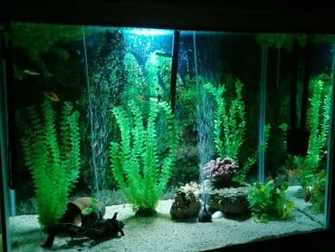 Balıqlarla birlikdə, 450 l lalafo.az -da Balıqlarla birlikdə, 450 l