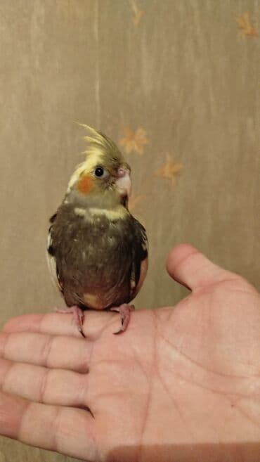 Korelladı 2 aylıq dişi baladı. ələ tam öyrədilmiş, insanla ünsiyyətə lalafo.az -da Korelladı 2 aylıq dişi baladı. ələ tam öyrədilmiş, insanla ünsiyyətə