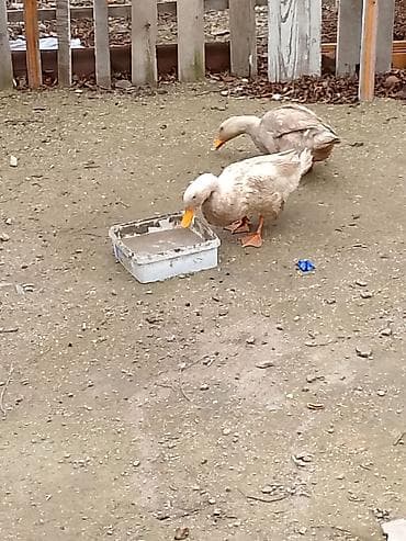 Satılır: ördək cütü - Şəkildəki kimi iki ədəd ev ördəyi - Açıq rəngli lalafo.az -da Satılır: ördək cütü - Şəkildəki kimi iki ədəd ev ördəyi - Açıq rəngli