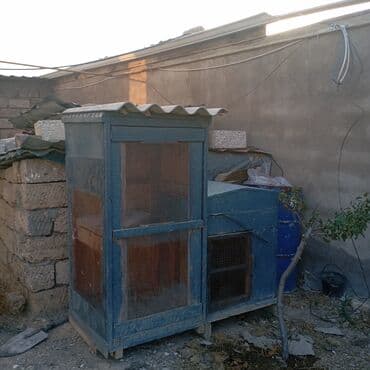 Salam Quş Damı Satılır 5 Dənə Quş Üstündə Verilir Qiymətə Daxildir lalafo.az -da Salam Quş Damı Satılır 5 Dənə Quş Üstündə Verilir Qiymətə Daxildir