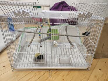 Quş qəfəsi tek satilir. uzerinde 2 eded qab ve cubuqlar verilir unvan lalafo.az -da Quş qəfəsi tek satilir. uzerinde 2 eded qab ve cubuqlar verilir unvan