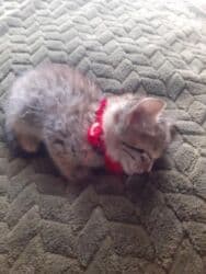 Реечные панели: Самец, Самка, В добрые руки at lalafo.az — 4 Реечные панели: Самец, Самка, В добрые руки — 4