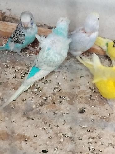 Japones tutuquşu 2 si cütdü 1 tək erkəkdi sağlam quslardi razilaşmaq lalafo.az -da Japones tutuquşu 2 si cütdü 1 tək erkəkdi sağlam quslardi razilaşmaq