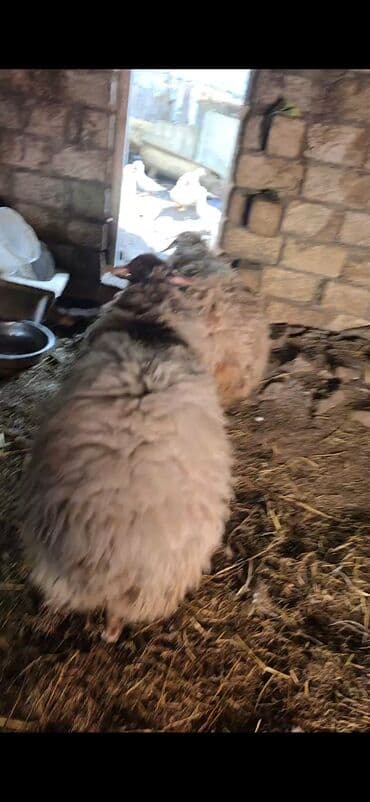 Məhsul: Qoyunlar (2 baş) Təsvir: - Şəkillərdə görünən 2 baş qoyun lalafo.az -da Məhsul: Qoyunlar (2 baş) Təsvir: - Şəkillərdə görünən 2 baş qoyun