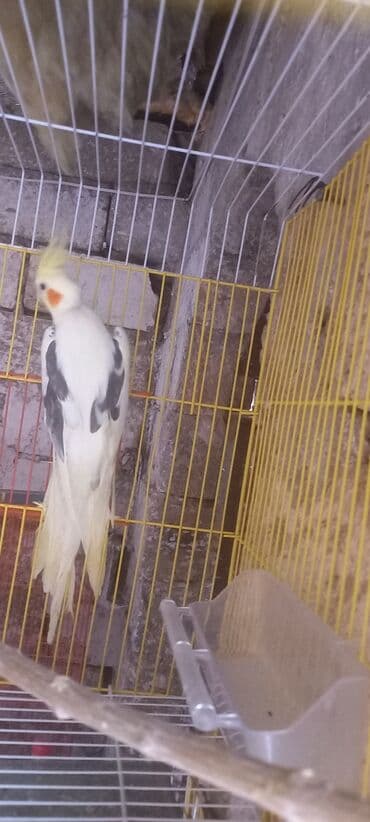 Cep korella satilir 110 azn 2 yasi var el dislemir ciddi aliciya lalafo.az -da Cep korella satilir 110 azn 2 yasi var el dislemir ciddi aliciya