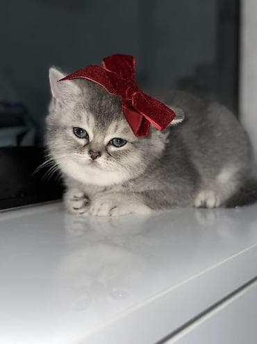 Britan, Dişi, Yaxşı əllərə, Ödənişli çatdırılma, Ünvandan götürmə lalafo.az -da Britan, Dişi, Yaxşı əllərə, Ödənişli çatdırılma, Ünvandan götürmə