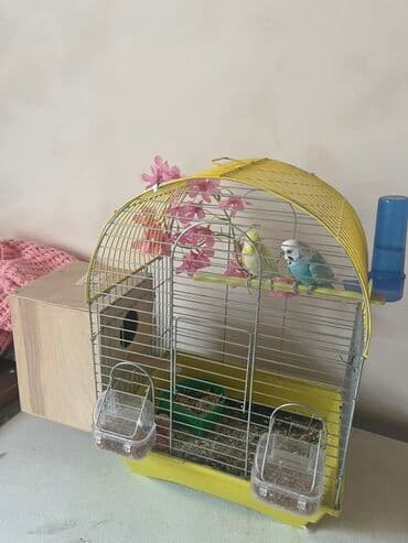 2 ed sevgi qusu qefes yuva her sey daxil 60 m lalafo.az -da 2 ed sevgi qusu qefes yuva her sey daxil 60 m