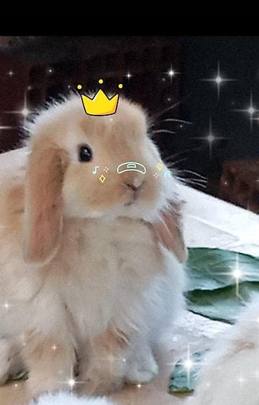 Mini Lop dekorativ dovşan balaları - Cins: Mini Lop (aşağı sallanan lalafo.az -da Mini Lop dekorativ dovşan balaları - Cins: Mini Lop (aşağı sallanan