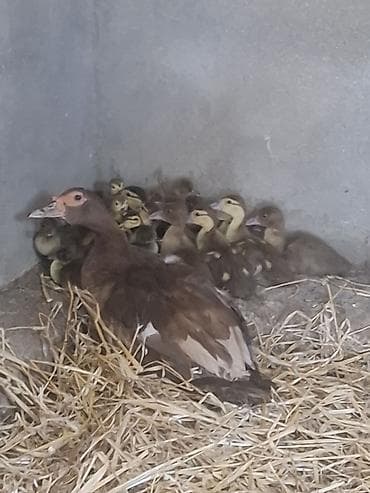 Muscovy (hind ördəyi) ailəsi – ana ördək və çoxsaylı balaları qirmizi at lalafo.az Muscovy (hind ördəyi) ailəsi – ana ördək və çoxsaylı balaları qirmizi