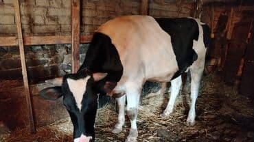 Holşteyn növünə aid, qara-ağ rəngli okuz Esil damazliq okuzdu - lalafo.az -da Holşteyn növünə aid, qara-ağ rəngli okuz Esil damazliq okuzdu -