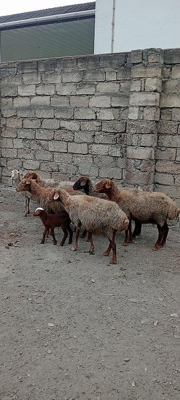 6 baş orta yaş qoyundu 2 quzu 5 i boğazdı biridə təzə doğub balalı lalafo.az -da 6 baş orta yaş qoyundu 2 quzu 5 i boğazdı biridə təzə doğub balalı