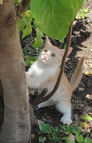 Erkək, Yaxşı əllərə, Ünvandan götürmə lalafo.az -da Erkək, Yaxşı əllərə, Ünvandan götürmə