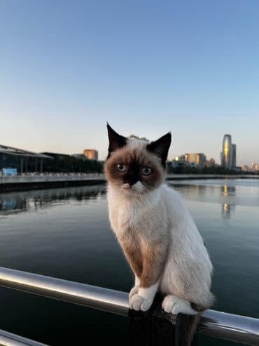 Siam, Dişi, Yaxşı əllərə lalafo.az -da Siam, Dişi, Yaxşı əllərə