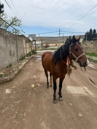 At Qarabağ cinsdir 40 45 yorğa gedir oynağ atdır Yaxda ayğırdı Qobu lalafo.az -da At Qarabağ cinsdir 40 45 yorğa gedir oynağ atdır Yaxda ayğırdı Qobu