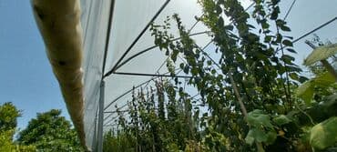 Теплицы: Maşınnan barterde eliyrem Polikarbon/plastik örtüklü istixana karkası at lalafo.az — 4 Теплицы: Maşınnan barterde eliyrem Polikarbon/plastik örtüklü istixana karkası — 4