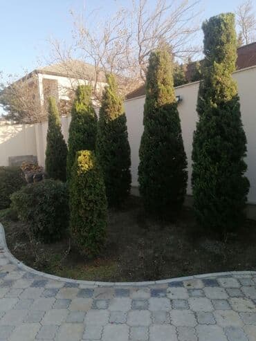 Tikiş: Bağban, 44 yaş, 5 ildən artıq təcrübə lalafo.az -da — 3 Tikiş: Bağban, 44 yaş, 5 ildən artıq təcrübə — 3