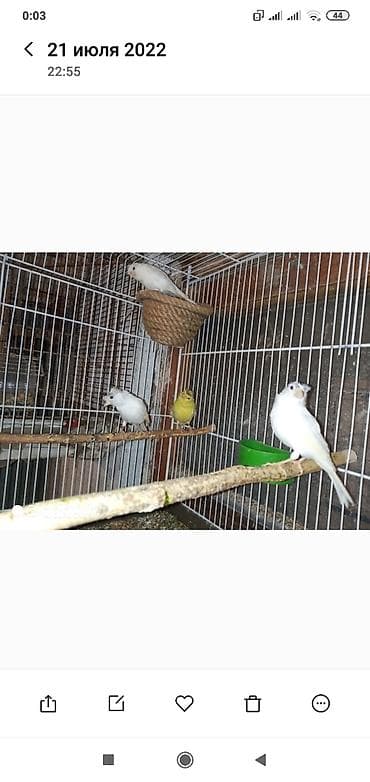 Соловьи: Super bül bul lərin kanareyka konor solovey ağ Erkey oxuyan bala at lalafo.az — 3 Соловьи: Super bül bul lərin kanareyka konor solovey ağ Erkey oxuyan bala — 3