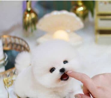 Şpitz, 2 ay, Dişi, Ünvandan götürmə lalafo.az -da Şpitz, 2 ay, Dişi, Ünvandan götürmə