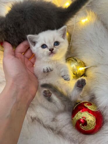 Şinşilla, Erkək, Dişi, Ünvandan götürmə, Ödənişli çatdırılma lalafo.az -da Şinşilla, Erkək, Dişi, Ünvandan götürmə, Ödənişli çatdırılma