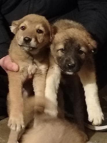 Qurdbasar, 1 ay, Pulsuz çatdırılma lalafo.az -da Qurdbasar, 1 ay, Pulsuz çatdırılma