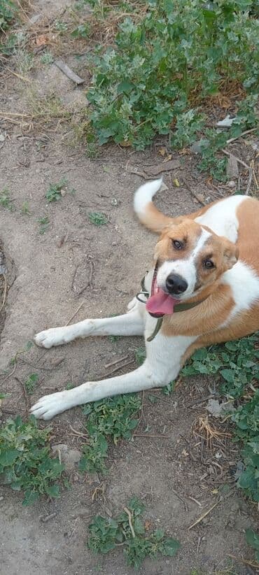 Doq, 10 ay, Dişi, Peyvəndli, Ünvandan götürmə lalafo.az -da Doq, 10 ay, Dişi, Peyvəndli, Ünvandan götürmə