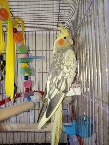 Salam 2 Yaşı var 1 dəfə bala verib Sağlam cütə hazır Quşdur. Fərədir lalafo.az -da Salam 2 Yaşı var 1 dəfə bala verib Sağlam cütə hazır Quşdur. Fərədir