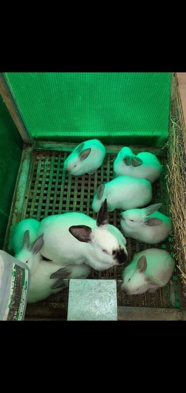 Salam heyvan sevənlər təmiz qan damazılğ Kalfornya və Buqun balaları lalafo.az -da Salam heyvan sevənlər təmiz qan damazılğ Kalfornya və Buqun balaları