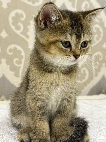 Britan, Erkək lalafo.az -da Britan, Erkək